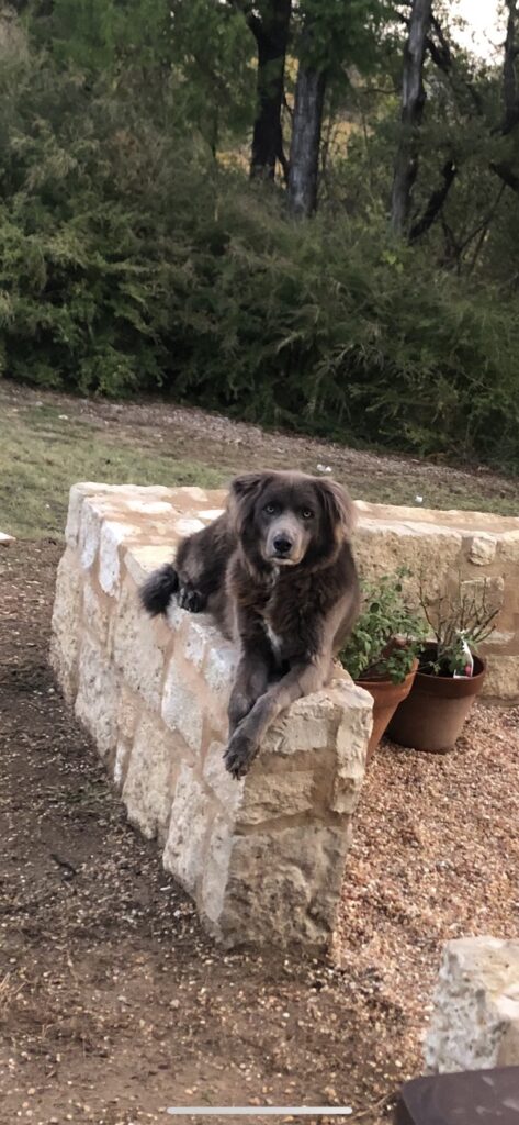 This irregular shaped limestone bench wall was built at our home in Fort Worth being enjoyed by Jade the dog. The joints have a buff color to them, which gives an aged appearance. The joints are large with a flush face.